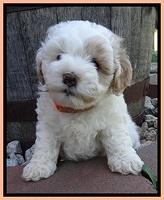Jolie Buster 6 wks old 201