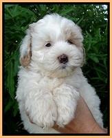 Jolie Buster 7 wks old 281