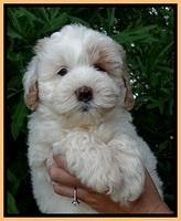 Jolie Buster 7 wks old 301
