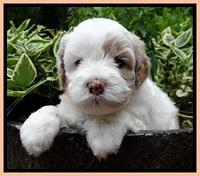 Jolie Buster pups 4 wks old 170