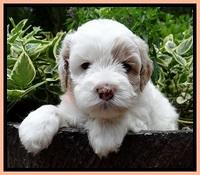 Jolie Buster pups 4 wks old 190
