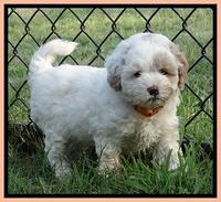 Jolie Buster pups 6.5 wks old 301