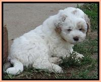 Jolie Buster pups 6.5 wks old 311