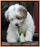 Jolie Buster pups 6.5 wks old 381