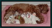 Jolie Buster pups 1.5 wk old 12