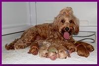 Jolie Ripley puppies 1 day old 002