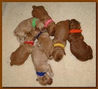 Jolie Ripley puppies 1 week old 008