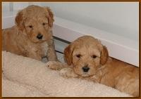Jolie Ripley puppies 4-5 weeks old 007
