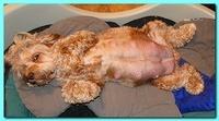 Jolie Ripley puppies newborn 7 16 10 002