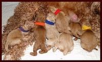 Jolie Ripley puppies newborn 7 16 10 007
