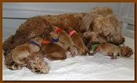 Jolie Ripley puppies newborn 7 16 10 009