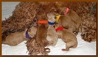 Jolie Ripley puppies newborn 7 16 10 011