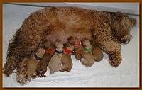 Jolie Ripley puppies newborn 7 16 10 014