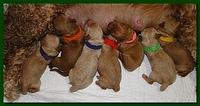 Jolie Ripley puppies newborn 7 16 10 015