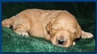 Jolie Ripley puppies 2 weeks old 013