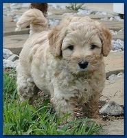 Jolie Ripley puppies 6 weeks old 3 010