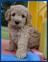 Jolie Ripley puppies 6 weeks old playtime 3 009