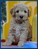 Jolie Ripley puppies 6 weeks old playtime 3 011