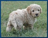 Jolie Ripley puppies 6 weeks old playtime 3 012