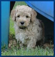 Jolie Ripley puppies 6 weeks old playtime 3 013