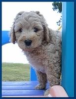 Jolie Ripley puppies 7 weeks old 031