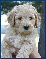 Jolie Ripley puppies 7 weeks old heads 030