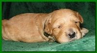 Jolie Ripley puppies 2 weeks old 036