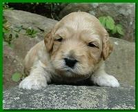Jolie Ripley puppies 3 weeks old 046