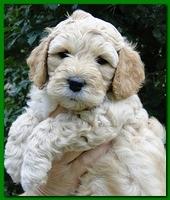 Jolie Ripley puppies 5.5 weeks faces 042