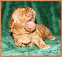 Jolie Ripley puppies 2 weeks old 039