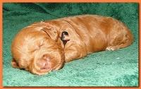 Jolie Ripley puppies 2 weeks old 040