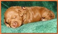 Jolie Ripley puppies 2 weeks old 044