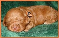 Jolie Ripley puppies 2 weeks old 047