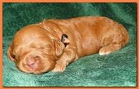 Jolie Ripley puppies 2 weeks old 049