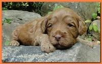 Jolie Ripley puppies 3 weeks old 049