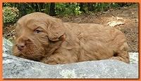 Jolie Ripley puppies 3 weeks old 051