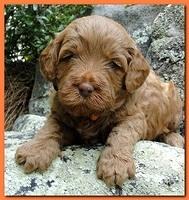 Jolie Ripley puppies 4 weeks old 031