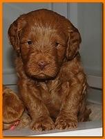 Jolie Ripley puppies 4-5 weeks old 009