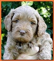 Jolie Ripley puppies 5.5 weeks faces 023