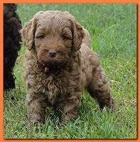 Jolie Ripley puppies 6 weeks old 3 016