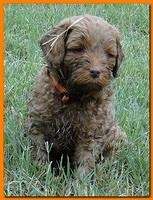 Jolie Ripley puppies 6 weeks old play 025