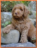 Jolie Ripley puppies 8 weeks old Orange 019