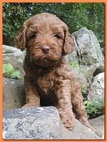 Jolile Rilpley puppies 5 weeks old 033