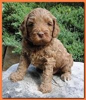 Jolile Rilpley puppies 5 weeks old 2 011