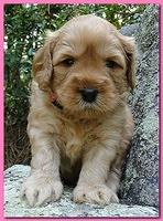 Jolie Ripley puppies 4 weeks old 047