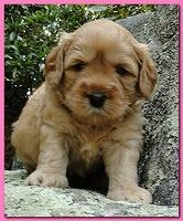 Jolie Ripley puppies 4 weeks old 048