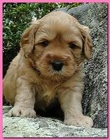 Jolie Ripley puppies 4 weeks old 049
