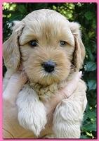 Jolie Ripley puppies 5.5 weeks faces 004