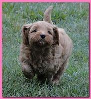 Jolie Ripley puppies 6 weeks old 3 001
