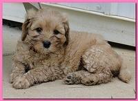 Jolie Ripley puppies 6 weeks old 3 018